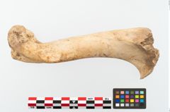 Foto von Tierknochen (NHMW-PRAE-002284)